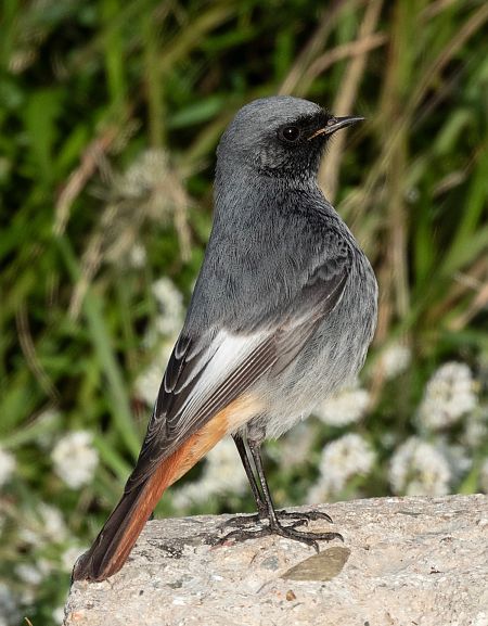 Cotxa fumada  - Màrius Domingo
