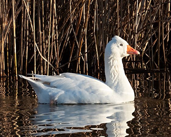 Oca vulgar domèstica  - Màrius Domingo