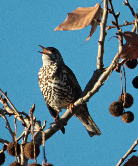 Griva  - Màrius Domingo