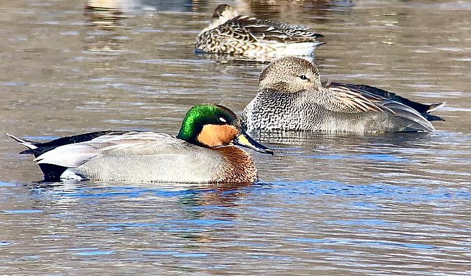 híbrid d'ànec griset i ànec coll-verd  - Ramon Prat Espelt