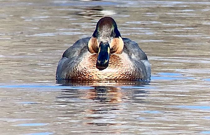 híbrid d'ànec griset i ànec coll-verd  - Ramon Prat Espelt