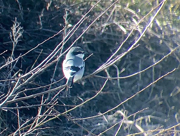 Botxí meridional  - Ramon Prat Espelt