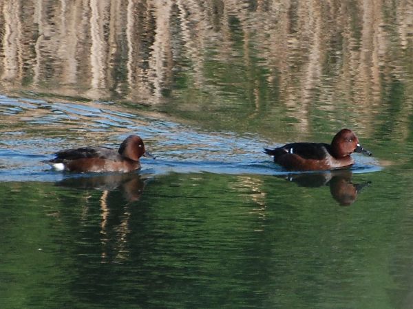 Morell xocolater  - Carlos Lopez