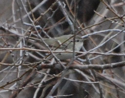 Mosquiter de Hume  - Carlos Lopez