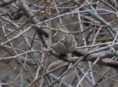 Mosquiter de Hume  - Carlos Lopez