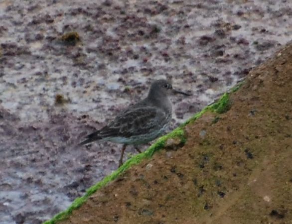 Territ fosc  - Carlos Lopez