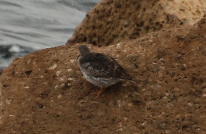 Bécasseau violet  - Carlos Lopez