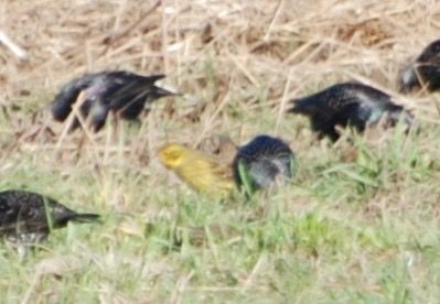 Verderola  - Carlos Lopez