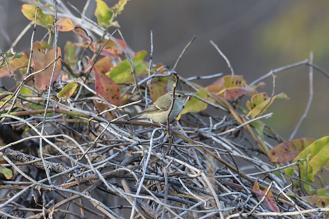 Mosquiter de Hume  - Xavi Larruy