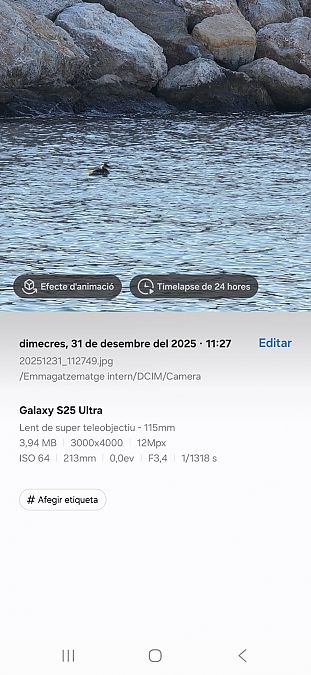 Cabussó gris  - Santi Pérez Segú
