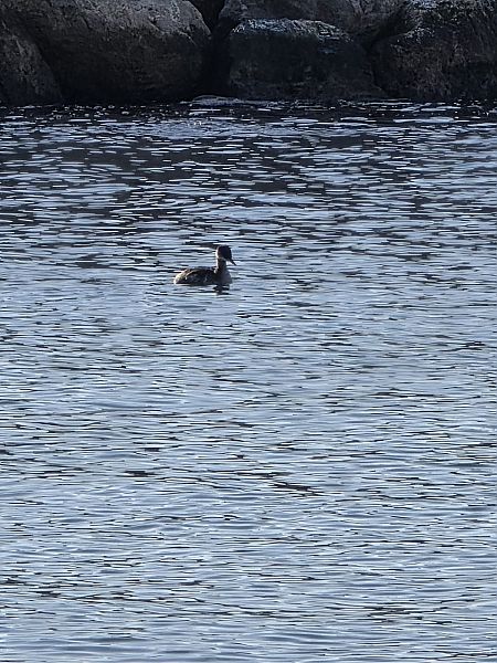 Cabussó gris  - Santi Pérez Segú