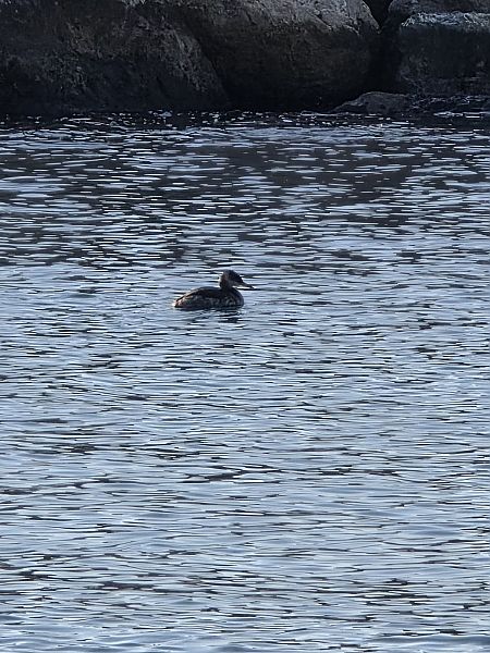Cabussó gris  - Santi Pérez Segú