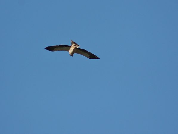 Àguila calçada  - Pitu Nolla