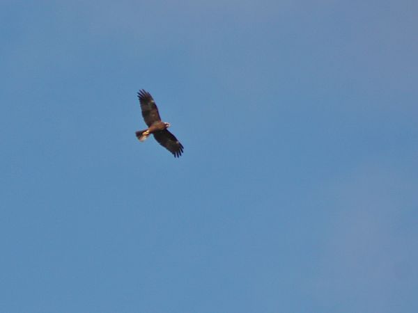 Arpella vulgar  - Pitu Nolla