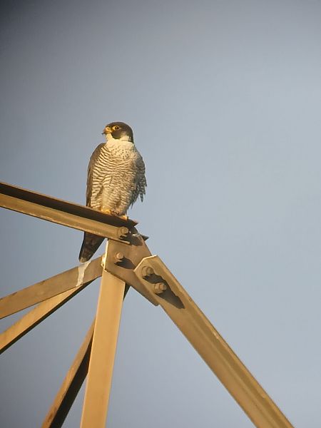 Falcó pelegrí  - Joan Pujol Collet