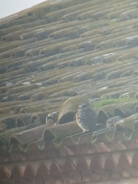 Mussol comú  - Joan Pujol Collet