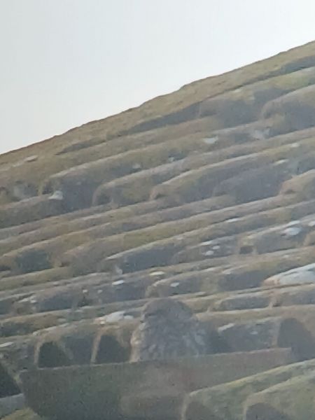 Mussol comú  - Joan Pujol Collet