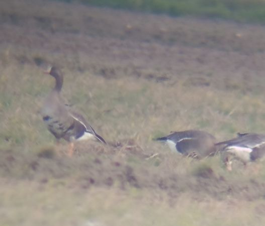 Oca riallera grossa  - Daniel González