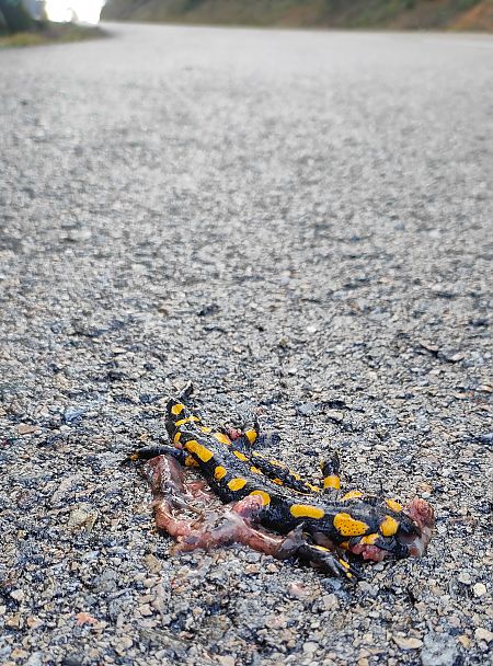 Salamandra comuna  - Enric Garcia