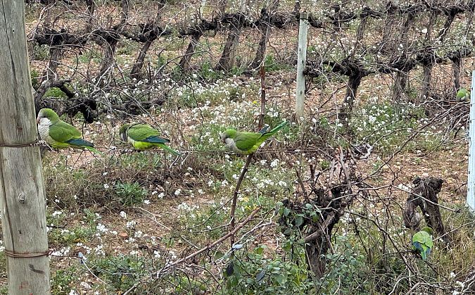 Cotorreta de pit gris  - Arnau Bonan Barfull