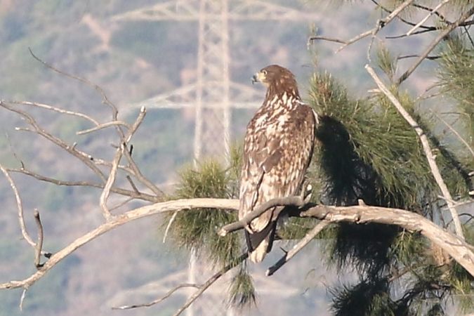 Àguila marina  - Jaume Campderròs Jordà
