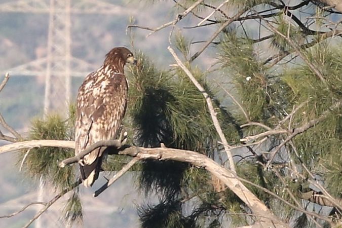 Àguila marina  - Jaume Campderròs Jordà