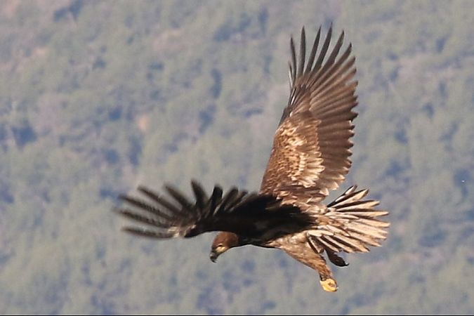 Àguila marina  - Jaume Campderròs Jordà