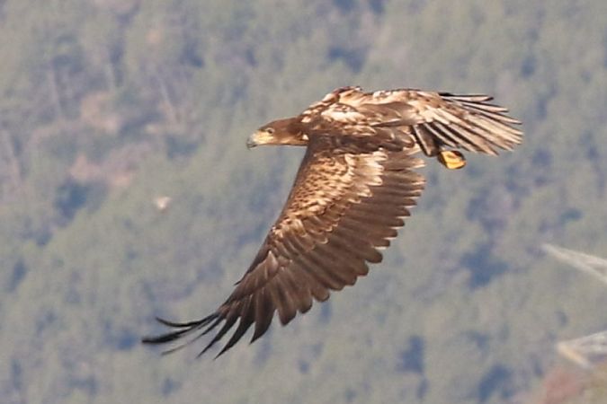 Àguila marina  - Jaume Campderròs Jordà