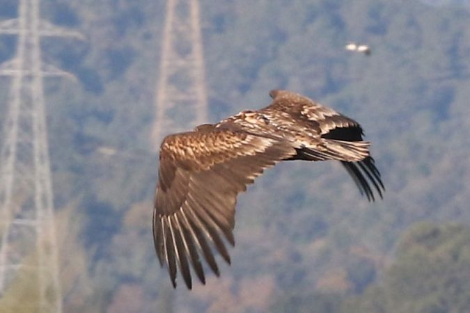 Àguila marina  - Jaume Campderròs Jordà