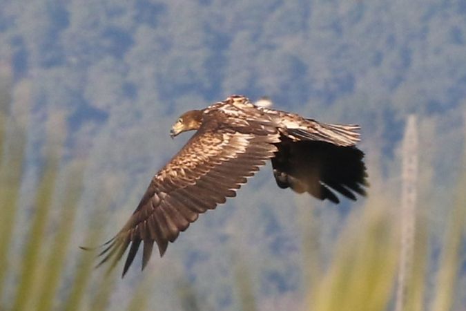 Àguila marina  - Jaume Campderròs Jordà