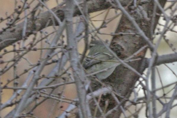 Mosquiter de Hume  - Jaume Campderròs Jordà