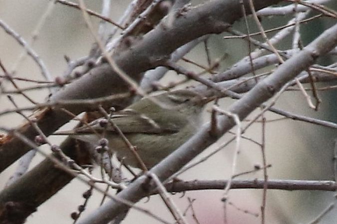 Mosquiter de Hume  - Jaume Campderròs Jordà