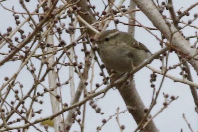 Mosquiter de Hume  - Jaume Campderròs Jordà
