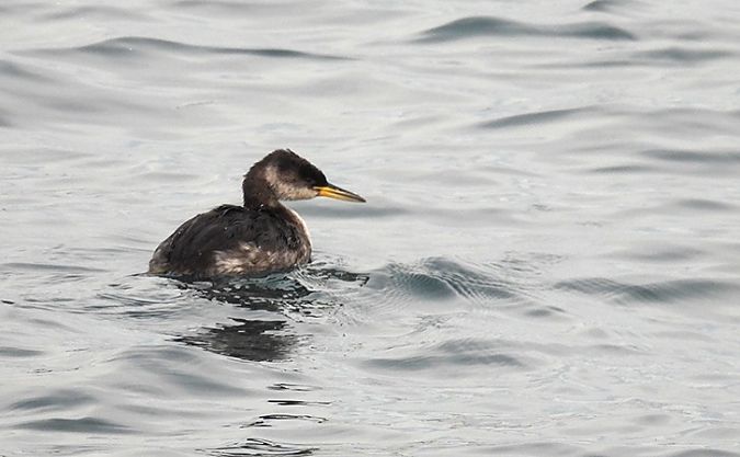 Cabussó gris  - Jordi Jover Garcia