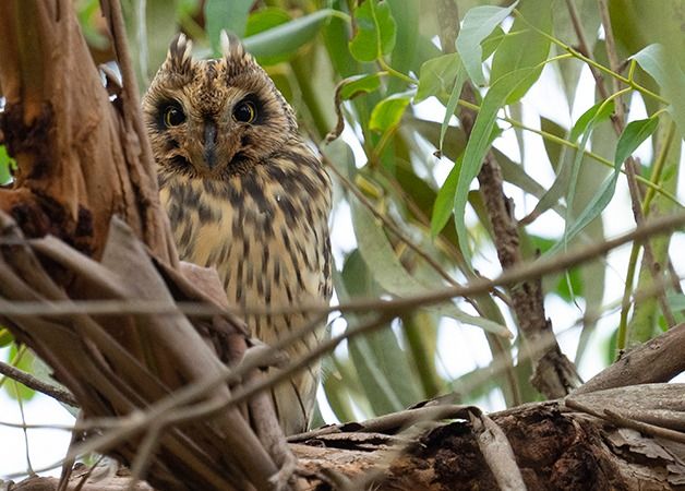 Mussol emigrant  - Jordi Jover Garcia