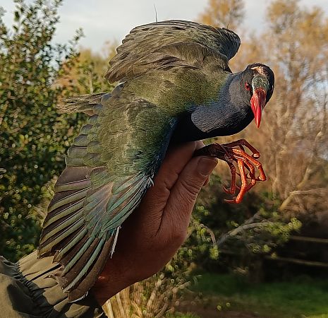 Polla blava d'Allen  - Vittorio Pedrocchi