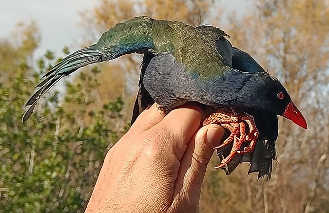 Polla blava d'Allen  - Vittorio Pedrocchi