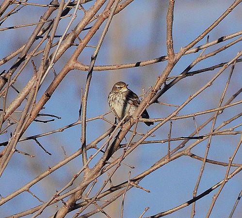 Grasset de muntanya  - Lluis Mir Pla