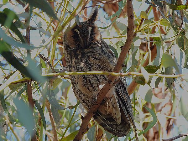 Mussol banyut  - Lluis Mir Pla