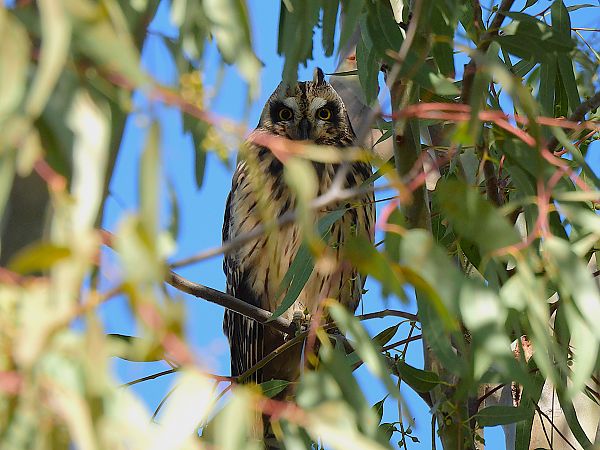 Mussol emigrant  - Lluis Mir Pla