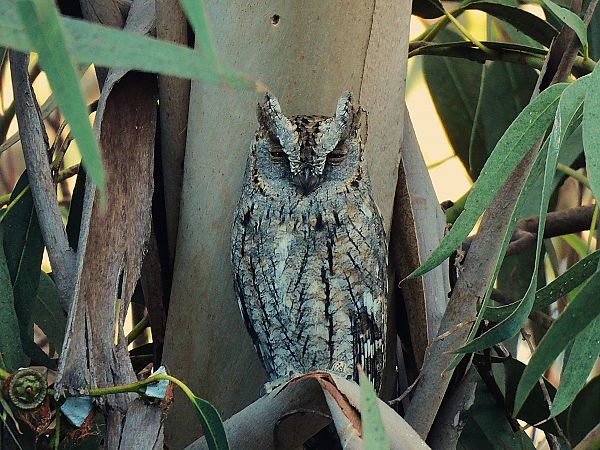 Xot  - Lluis Mir Pla