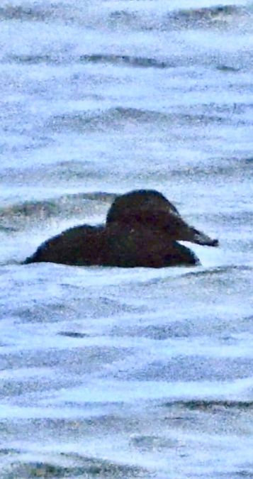 Èider  - Oriol Ribas