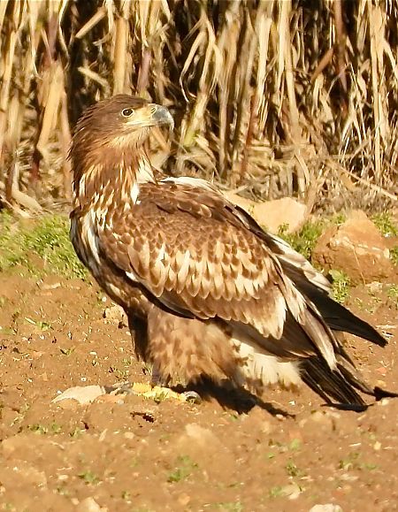 Àguila marina  - Oriol Ribas
