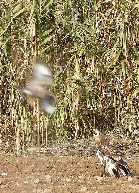 Àguila marina  - Oriol Ribas