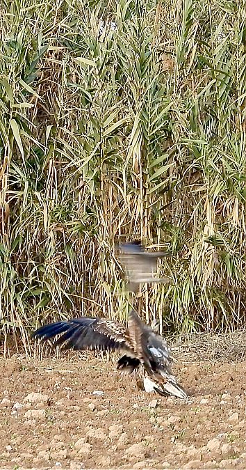 Àguila marina  - Oriol Ribas