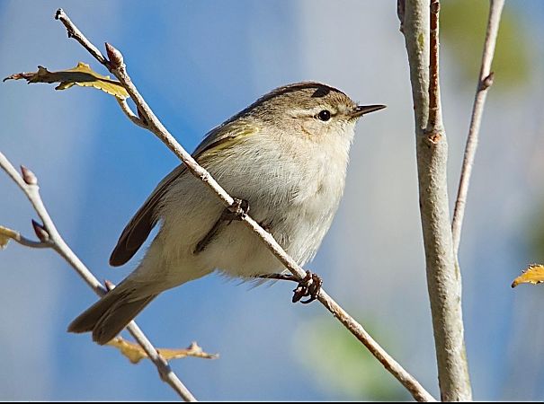 Mosquiter comú tipus tristis  - Oriol Ribas