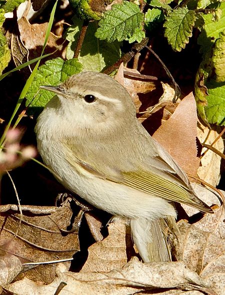 Mosquiter comú tipus tristis  - Oriol Ribas