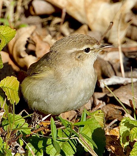 Mosquitero común tipo tristis  - Oriol Ribas