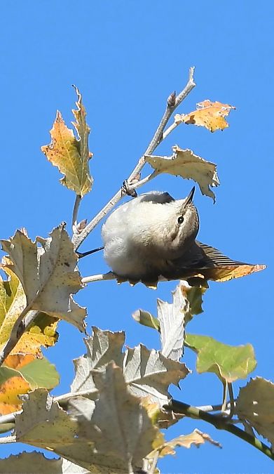 Mosquitero común tipo tristis  - Oriol Ribas