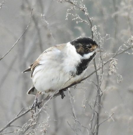 Repicatalons  - Antoni Mariné